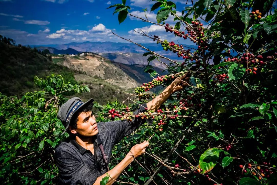 言秀邓在采摘咖啡对外租用的山地,通常海拔较高,地势陡峭,当地农户