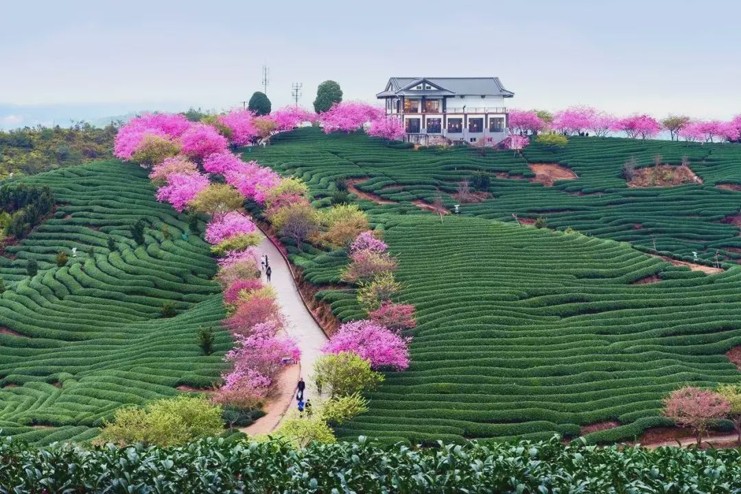 县长带你游龙岩之漳平篇:追寻徐霞客的足迹,踏上茶香四溢的旅程