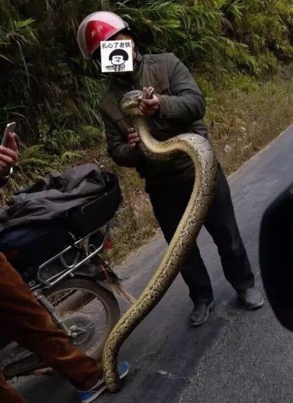 广东封开一男子捕杀重约20斤蟒蛇被判有期徒刑一年