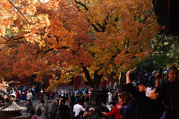 11月目的地清单 绚烂深秋 看最美红叶 手机新浪网