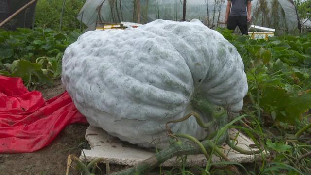 富阳场口镇一老农种出巨型冬瓜
