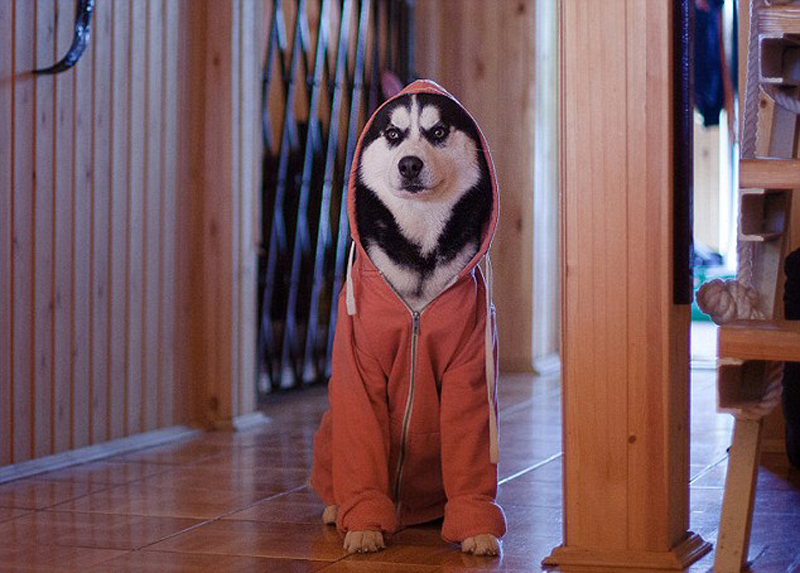 哈士奇的"服装秀":华丽变身霸道总裁和博士(组图)