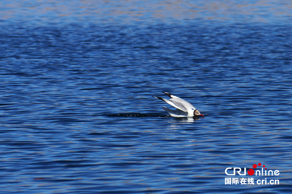 神奇班公湖鸟类天堂四分淡一分咸高清组图