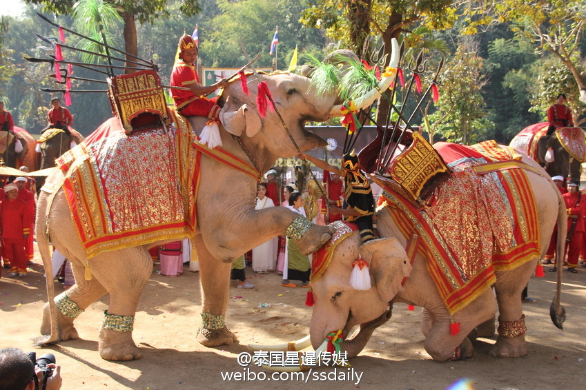 目前全球大象数量约1万头,过去每年惨遭猎杀逾3万头,大象在泰国是国宝