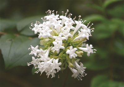 不过植物界中也有名叫"糯米条"的一种树木,是一种秋天开花的树木