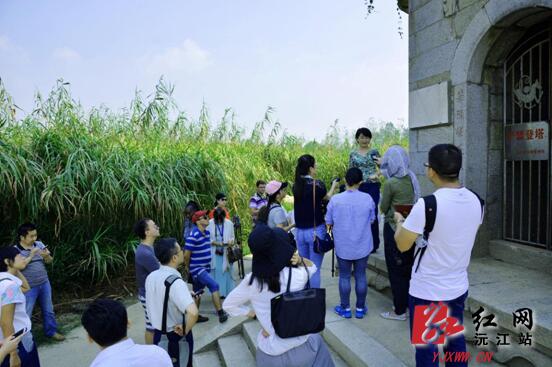 杨美娜在芦苇荡向中外记者介绍沅江芦笋产业 李青 摄红网沅江站9月17