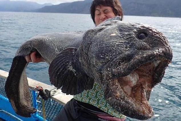 日本渔民捕到巨型狼鱼 体长2米形如怪物
