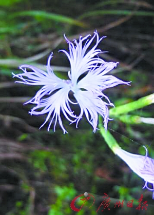 妩媚的鹤子草花曾是岭南女子钟爱的妆饰.