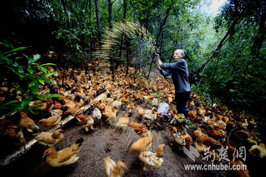 林下土鸡养殖技术