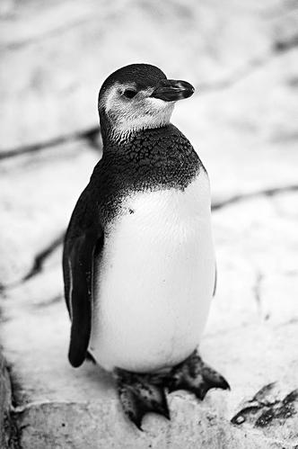 刚过百天的企鹅小黑国庆期间将和游客见面