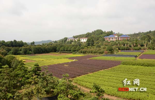 浏阳市柏加镇:苗木湘军领头羊