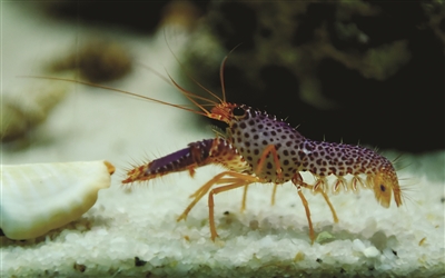 海底世界虾兵蟹将闹秋|海底世界|石头|紫光_新浪新闻