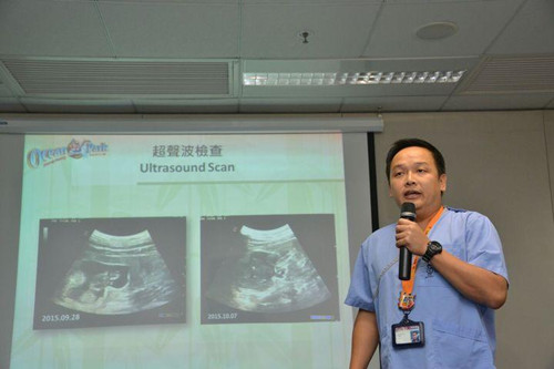 大熊猫盈盈流产 李富康指胎儿已没有生命迹象。(图:香港《星岛日报》网站)