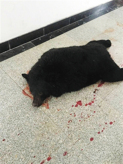 黑熊闯学校被击毙