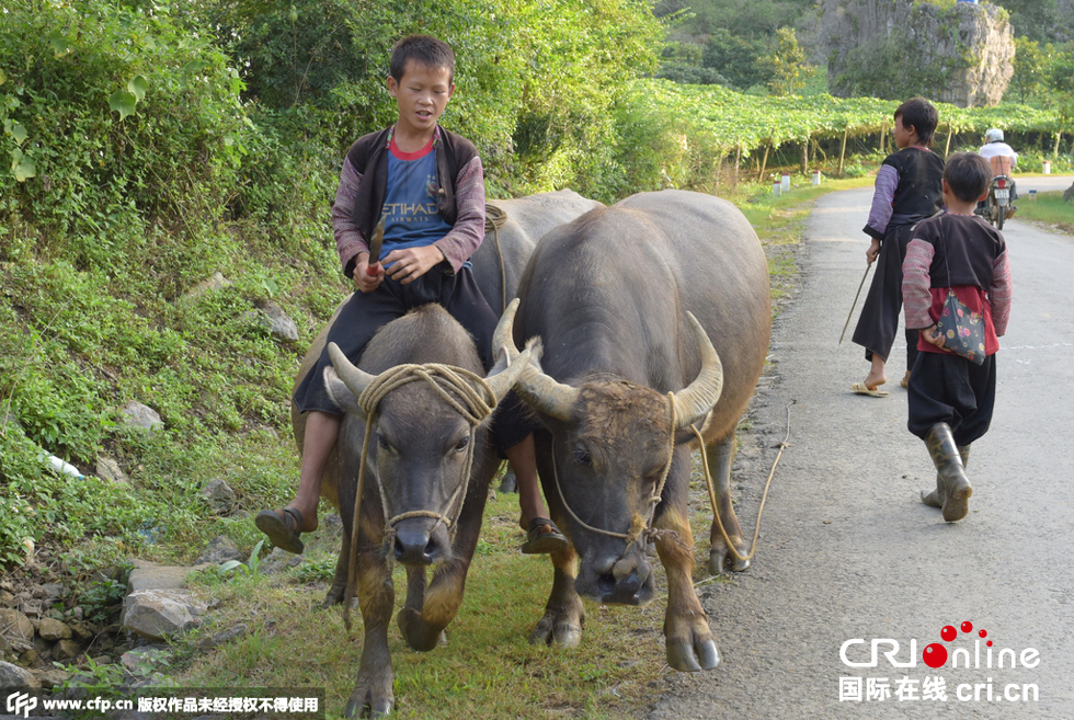 图片故事:越南赫蒙人儿童带刀放牛