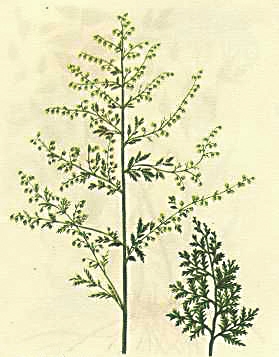 "诺奖青蒿饼"含"神药"青蒿素?太扯淡