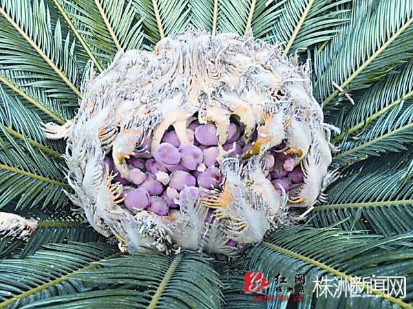 炎陵神奇铁树开花又结果 果实长得像"鸟巢"