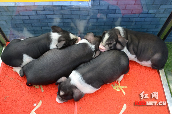 狮子头,铜锣肚,乌云盖雪,银项圈,宁乡流沙河花猪酷似熊猫,被当地