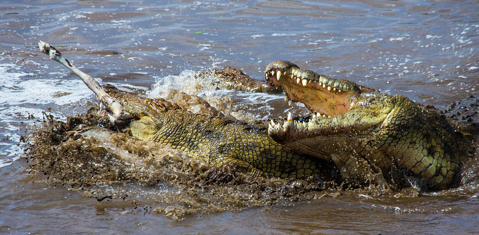 角马迁徙途中遭鳄鱼偷袭完成生命之跃高清组图
