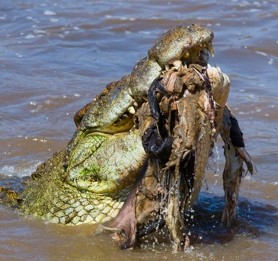 角马迁徙途中遭鳄鱼偷袭 完成"生命之跃"(高清组图)|角马|鳄鱼|网页_