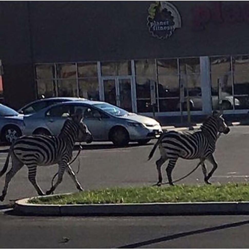 美国费城两只斑马逃出马戏团横冲直撞造混乱