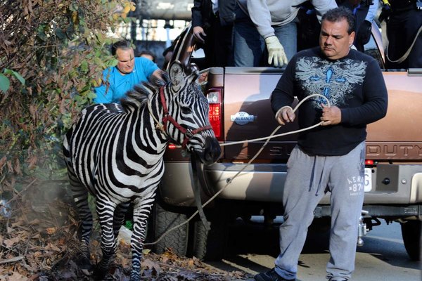 美国费城两只斑马逃出马戏团横冲直撞造混乱