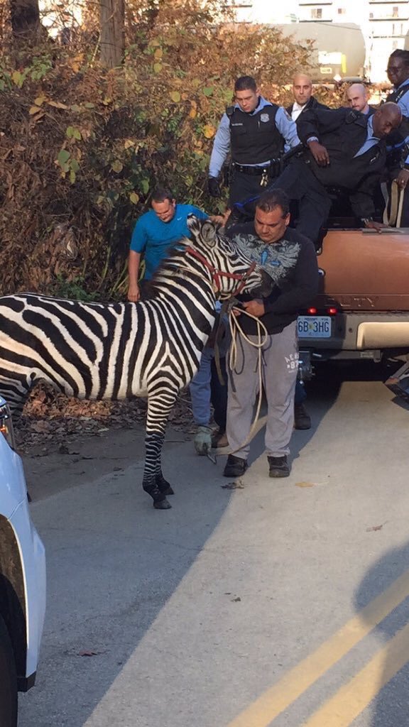 美国费城两只斑马逃出马戏团横冲直撞造混乱