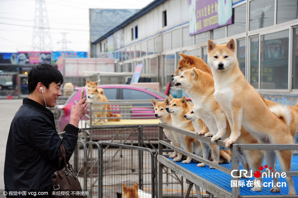 探访搬迁前的北京梨园狗市大半宠物店已关停高清组图