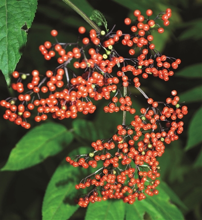 接骨草泡酒可促进骨折愈合