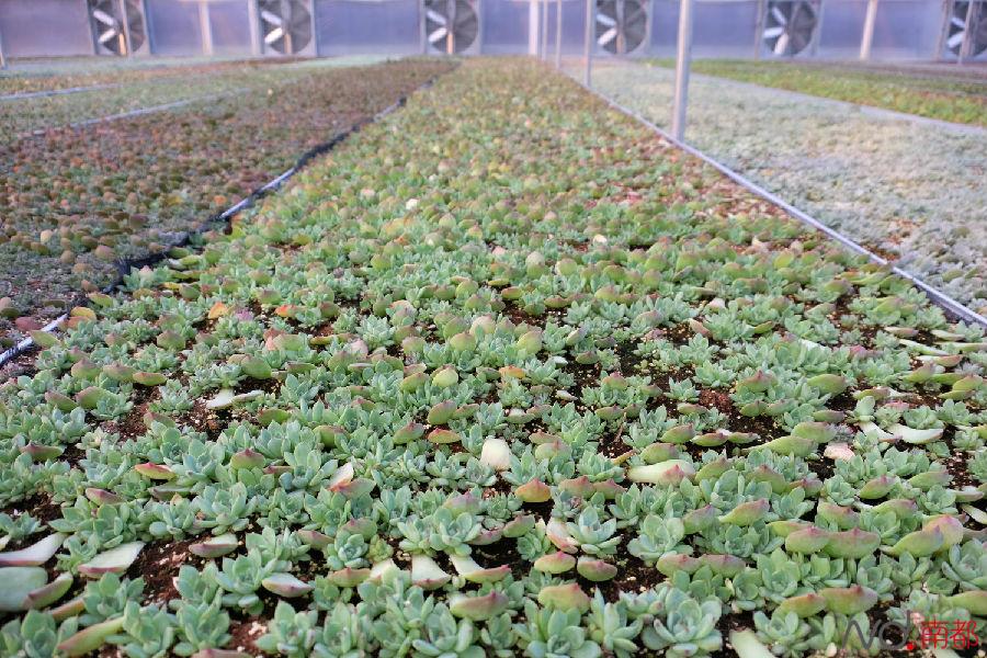 全国最大多肉生产基地竟然在这