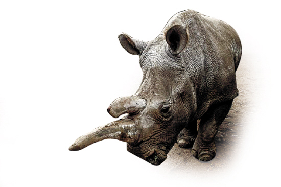 从此地球上北部白犀只剩下3只