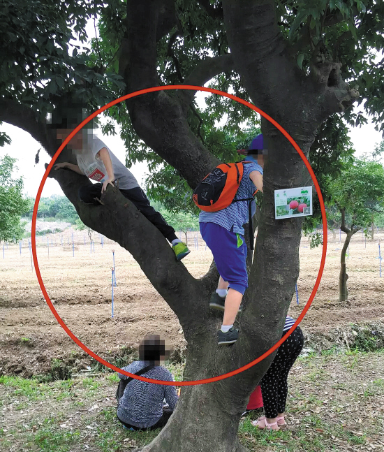 游客增多摘花爬树