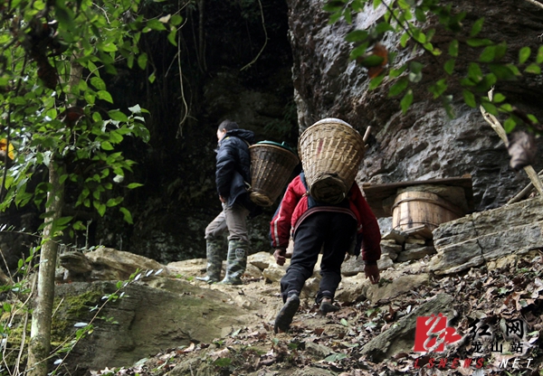 龙山县出了个"蜂王" 带领村民干起"甜蜜"事业