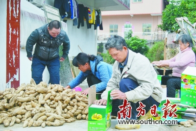 爱心人士纷纷伸出援助之手,向英德市石牯塘镇永乐村的贫困户购买红薯