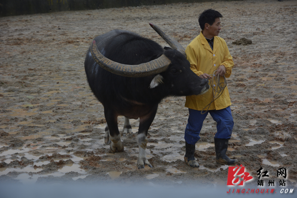 湖南,贵州,广西,云南四省牛王争霸赛冠军——贵州天柱"尖刀王"黎明