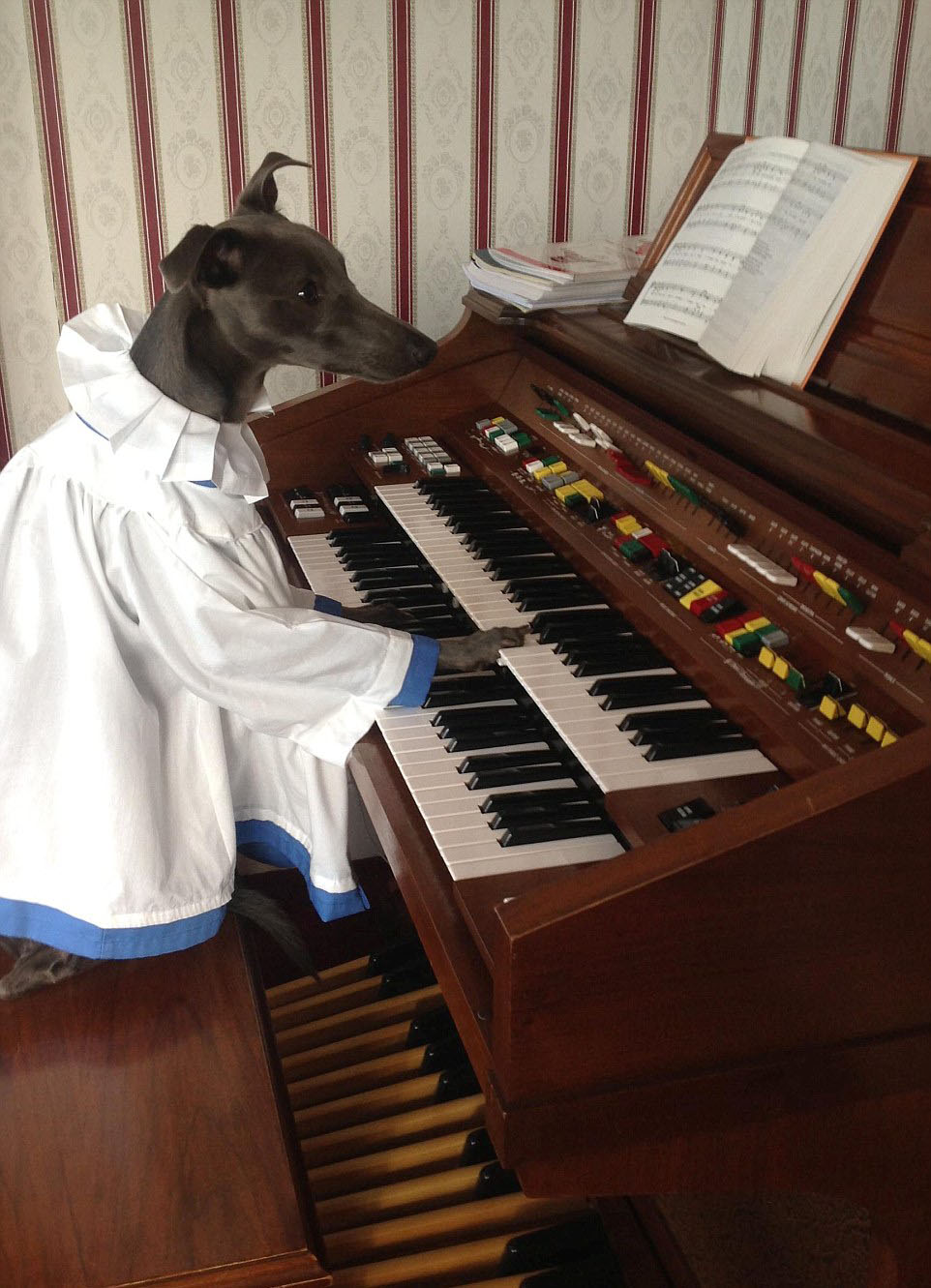 英国职业狗狗模特拍"女王范儿"圣诞大片(高清组图)