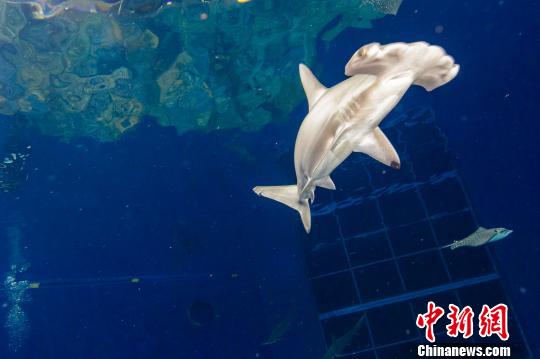 20头双髻鲨落户珠海横琴图