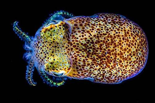 夏威夷短尾鱿鱼的神秘器官