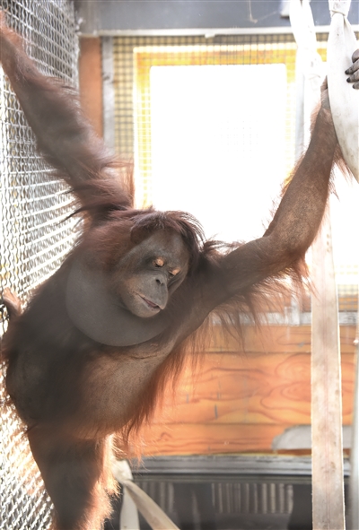 摄作为华东地区第一只人工育幼成功的红猩猩,南京红山动物园乐申的一