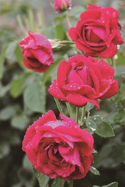 玫瑰花养颜? 让你看看真面目!-国际月季花产业聚合平台