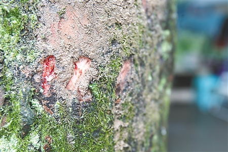 树干割开竟"流血" 请别为了看稀奇让它受伤