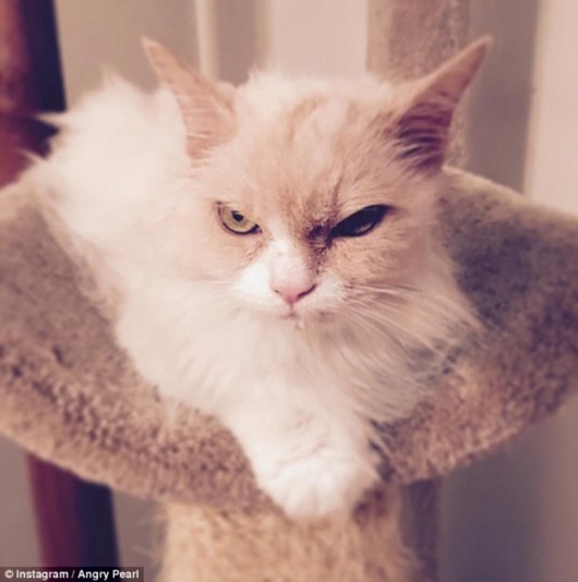 继不爽猫火爆网络后,近日,一只表情独特猫咪照片在国外社交平台被疯狂