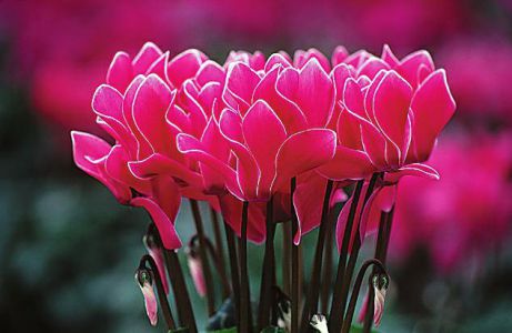 吉祥年吉祥花 手机新浪网