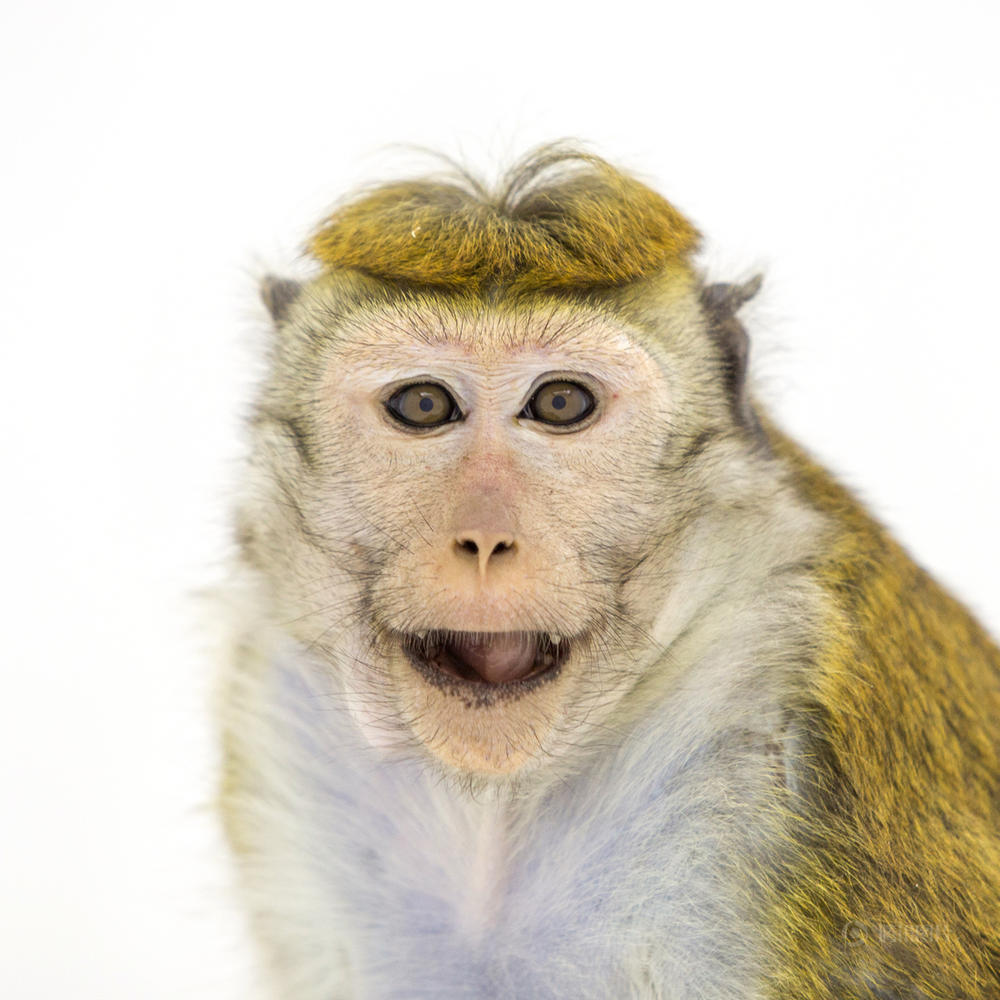 英媒刊文大谈中国年俗 伦敦将办亚洲外最大庆祝活动