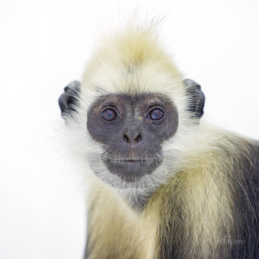 点击图片进入下一页【白头叶猴】名叫白亭,亭亭玉立的少妇一枚.