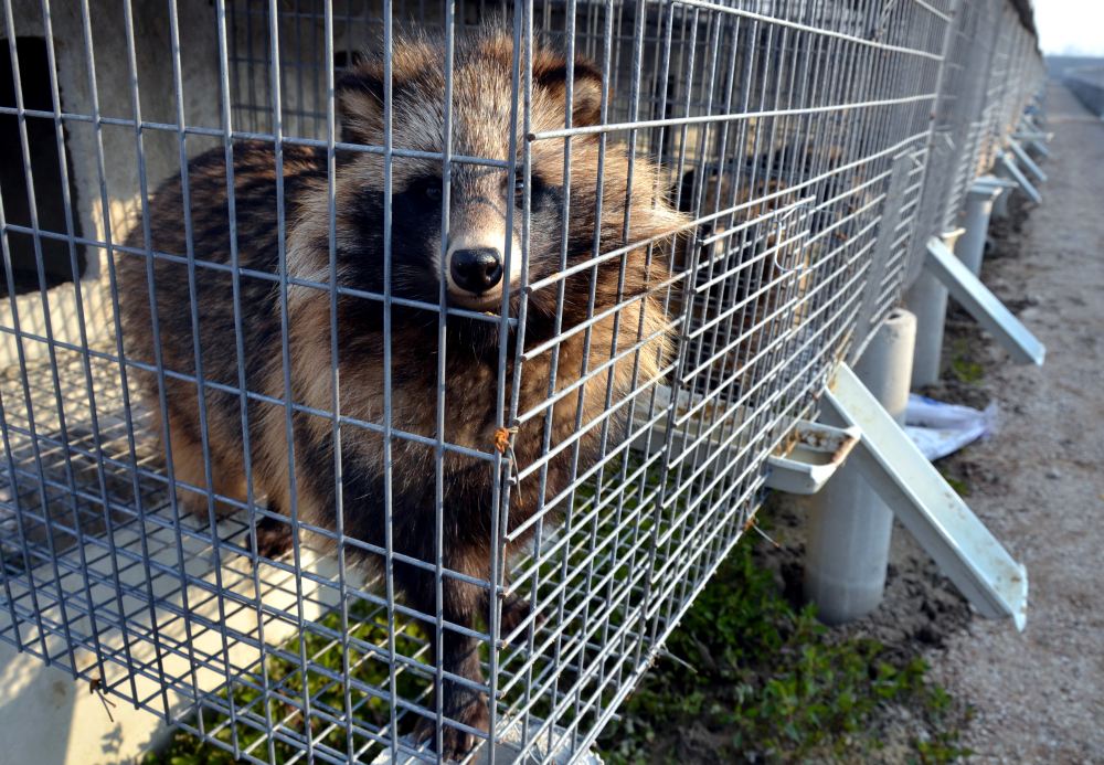 保护还是利用修法引发野生动物合理利用之辩