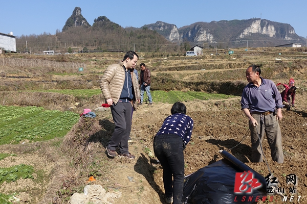 龙山县领导到洗车片区调研农业项目建设