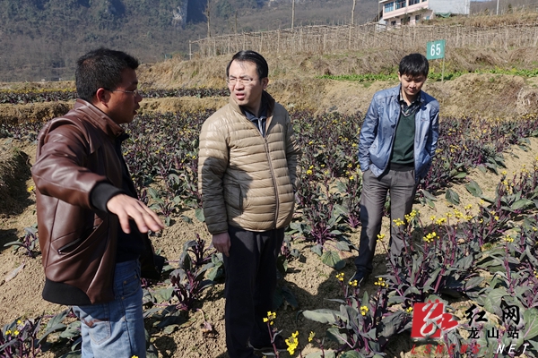 龙山县领导到洗车片区调研农业项目建设