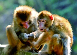 猕猴出逃只因太顽皮