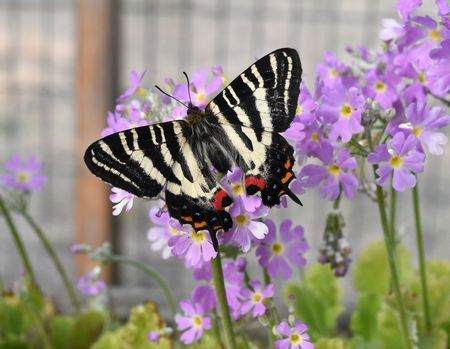 日本珍稀蝴蝶被赞"春日女神" 优雅花间舞(图)